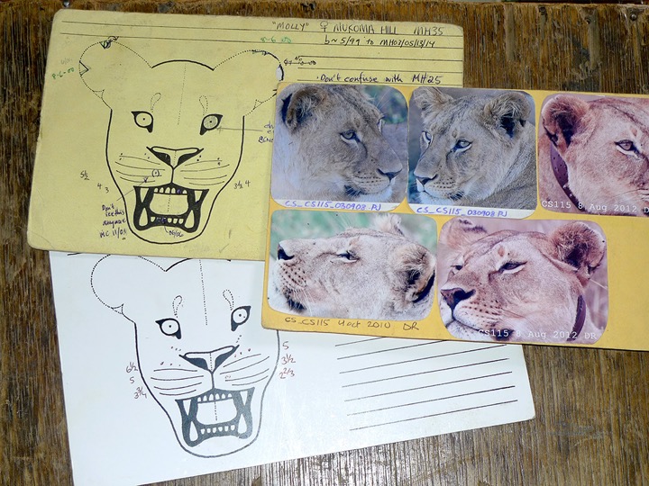 Lion ID card showing placement of whisker spots (Daniel Rosengren)