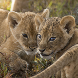 Lion cubs in Serengeti. (Daniel Rosengren)