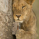 Lion hugging camera trap (Photo by Daniel Rosengren)