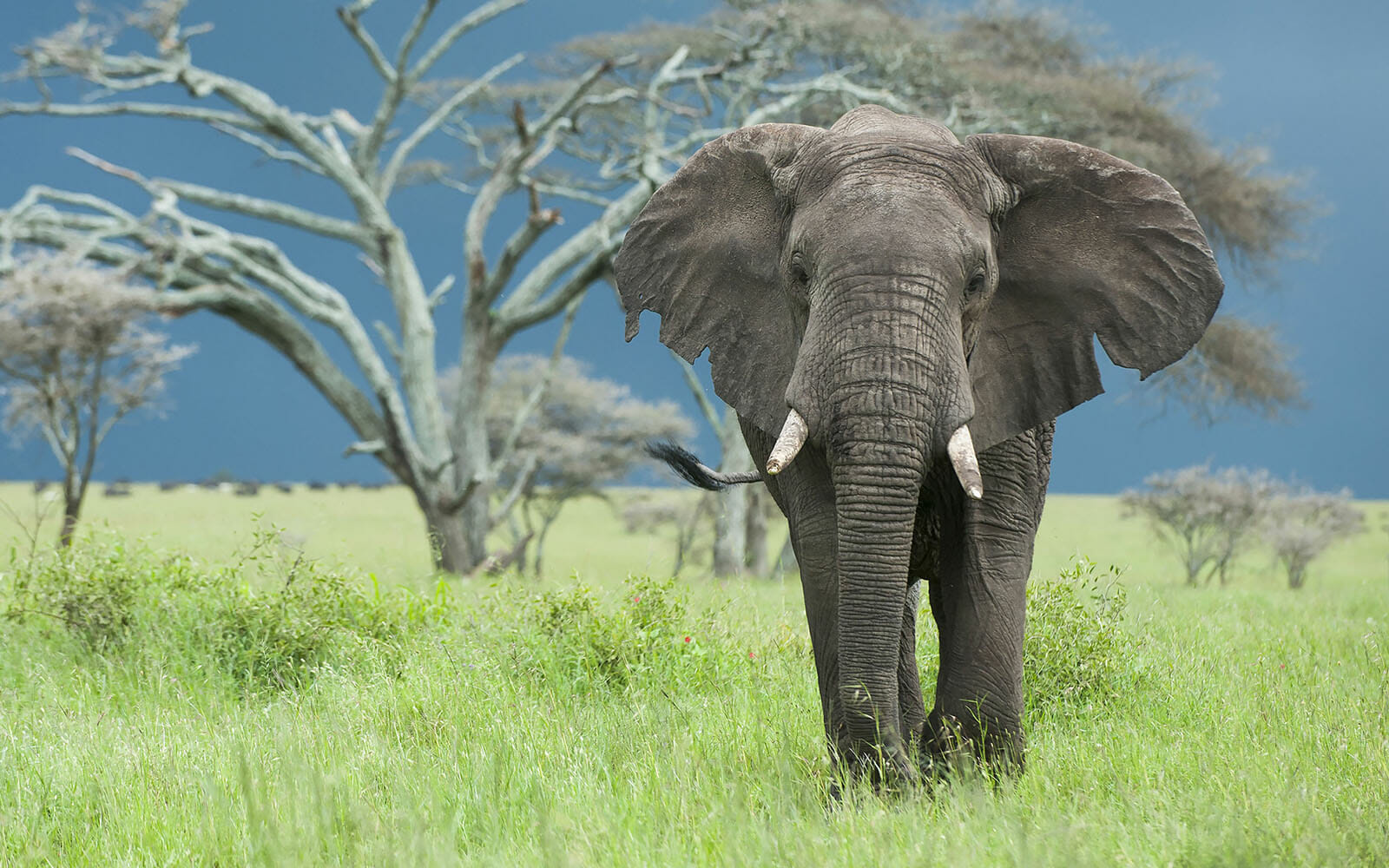 An elephant bull during the rainy season in the Serengeti National park, Tanzania. © Daniel Rosengren