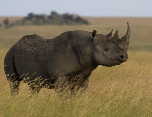 Eastern Black Rhinoceros