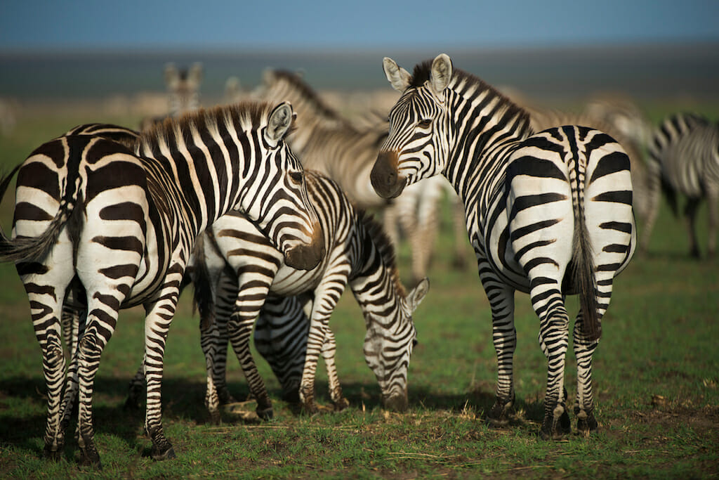 Zebras in Serengeti (Photo by Daniel Rosengren)