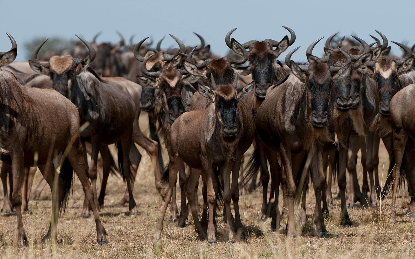 Wildebeest during the Great Migration