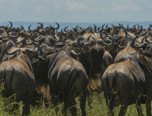 Serengeti’s great migration