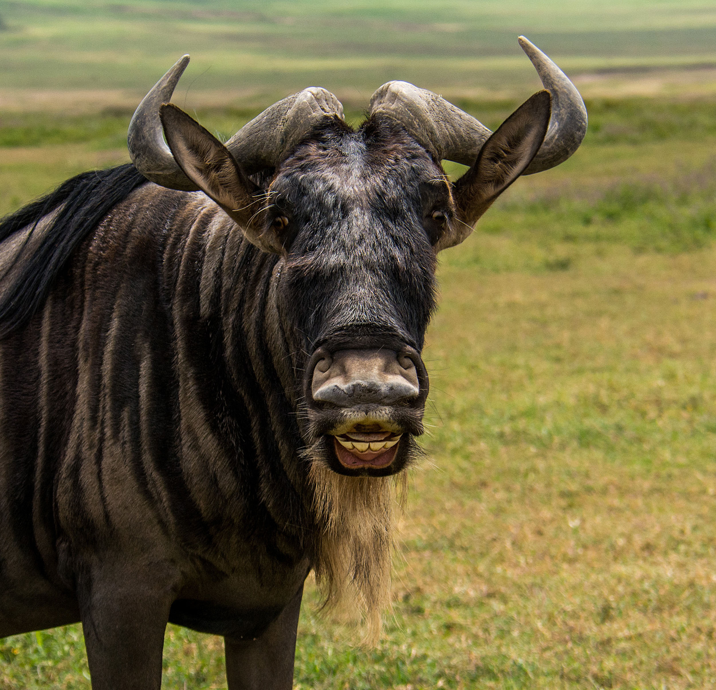 Wildebeest during the Great Migration