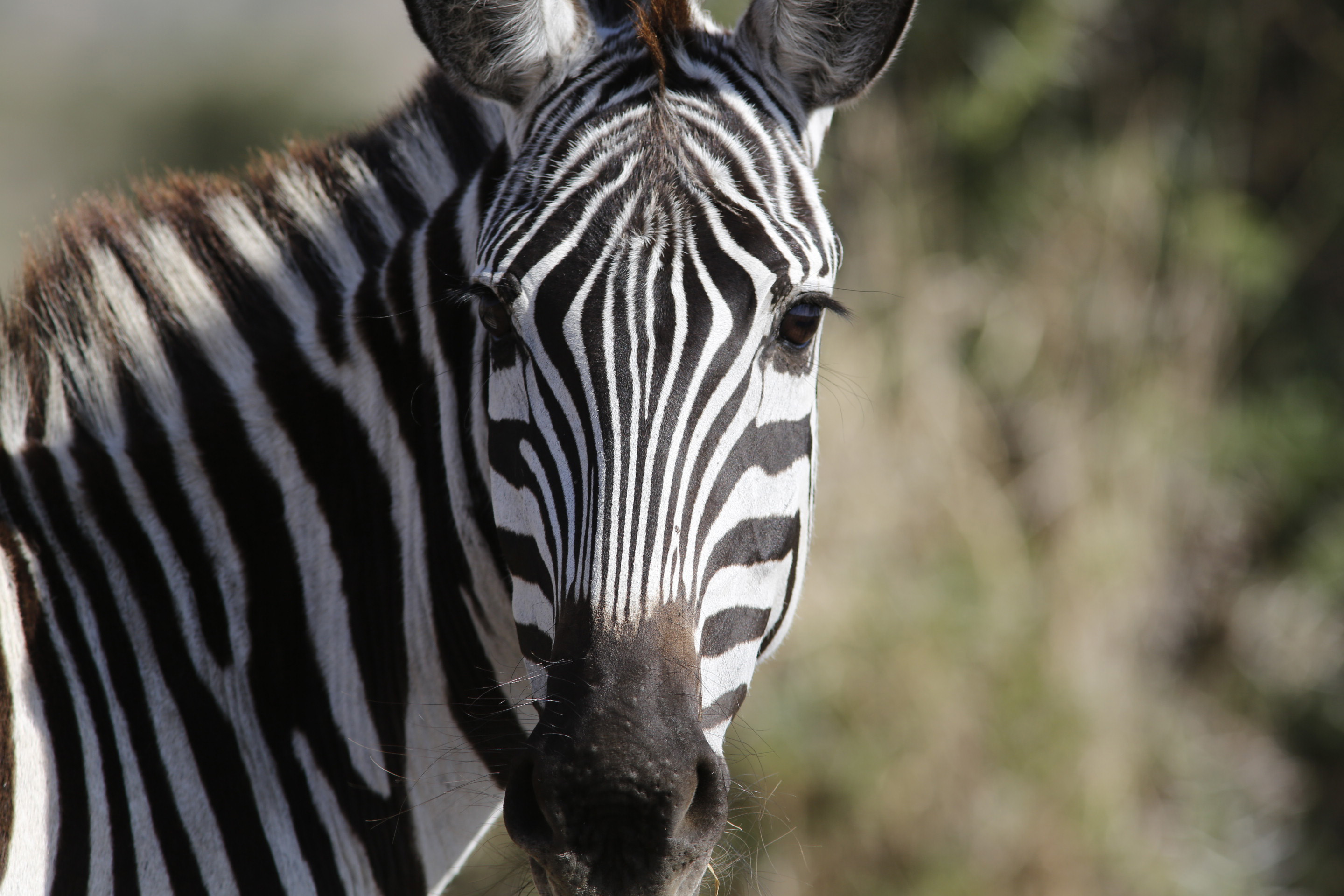 Zebra in Serengeti