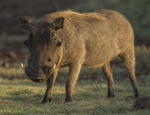 Common Warthog