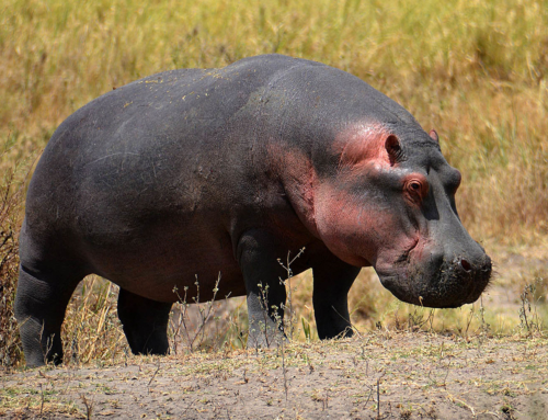 Common Hippopotamus