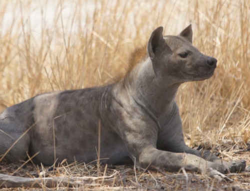 Spotted Hyena