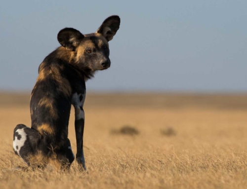 African Wild Dog