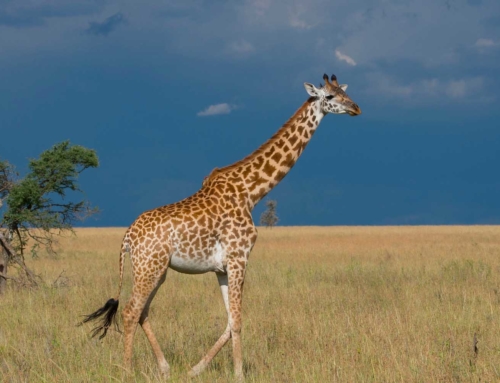 Masai Giraffe