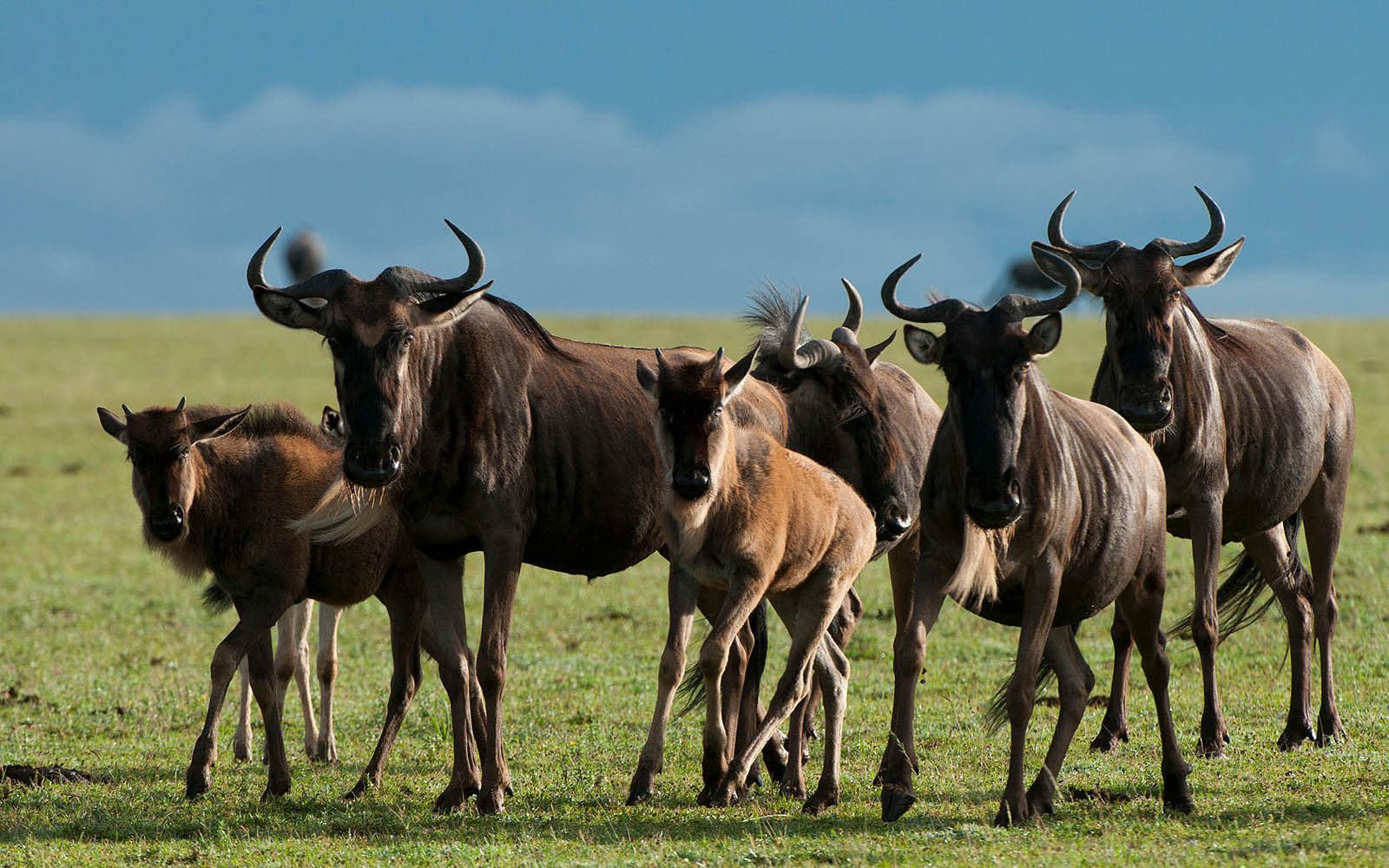 Wildebeest in Serengeti. © Daniel Rosengren