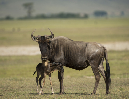 Western White-Bearded Wildebeest