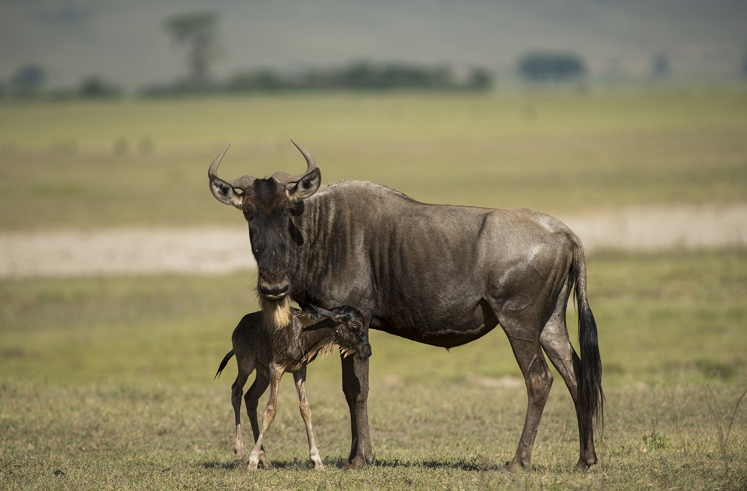 Wildebeest with a freshly born calf in the Ngorongoro Crater. © Daniel Rosengren