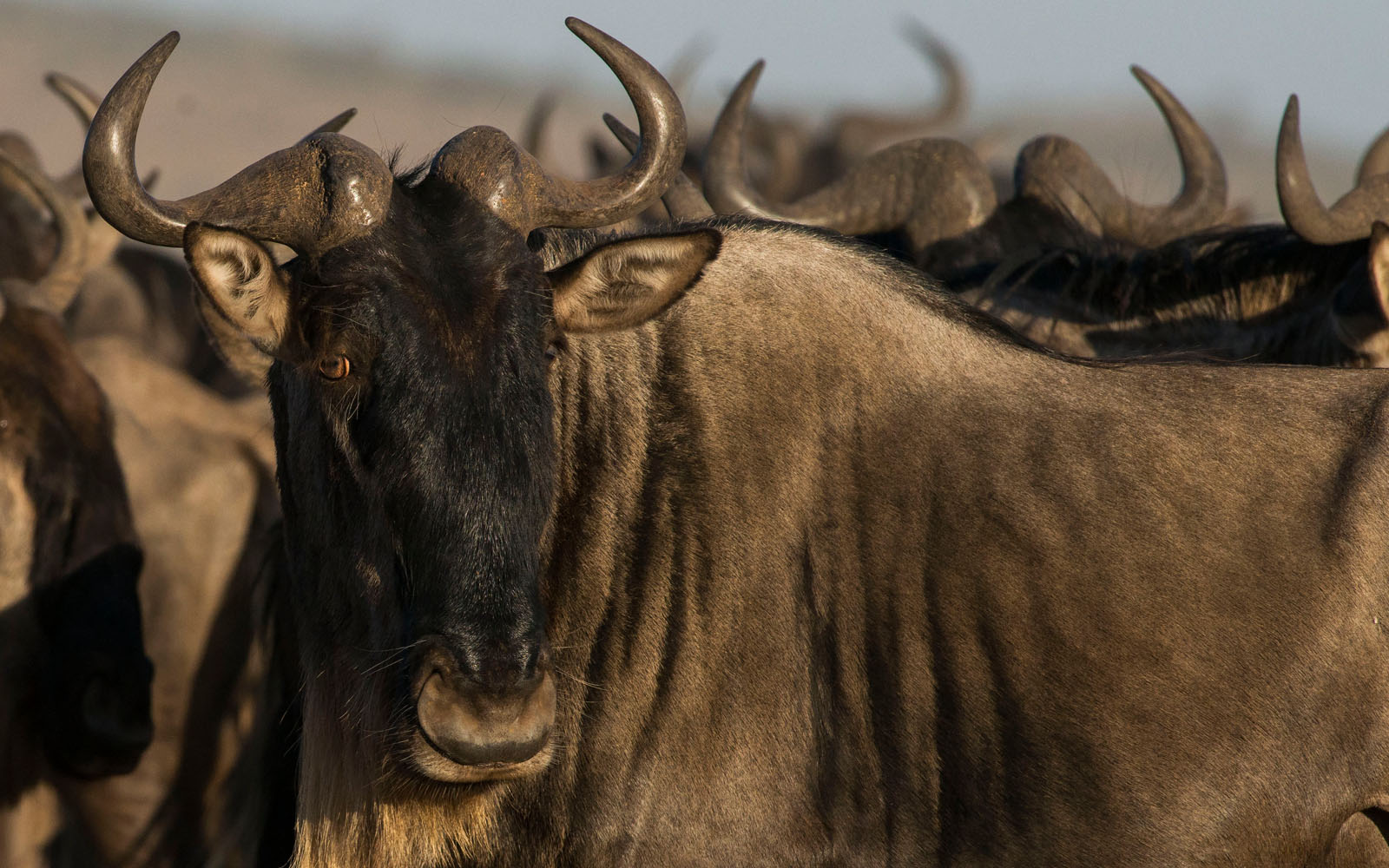 Wildebeest migration in the serengeti. © Daniel Rosengren